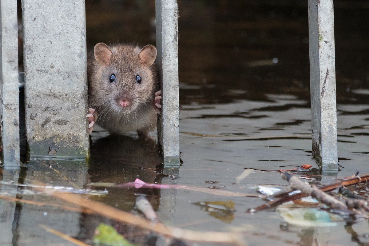 Incidencia de la leptospirosis tras las inundaciones